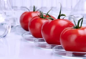 gmo-tomato-crop | Qida Elmi