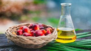22-48-48-__opt__aboutcom__coeus__resources__content_migration__mnn__images__2018__04__palm_oil_fruit-88813e8cb0834aebae3ebfcf8de399ba | Qida Elmi